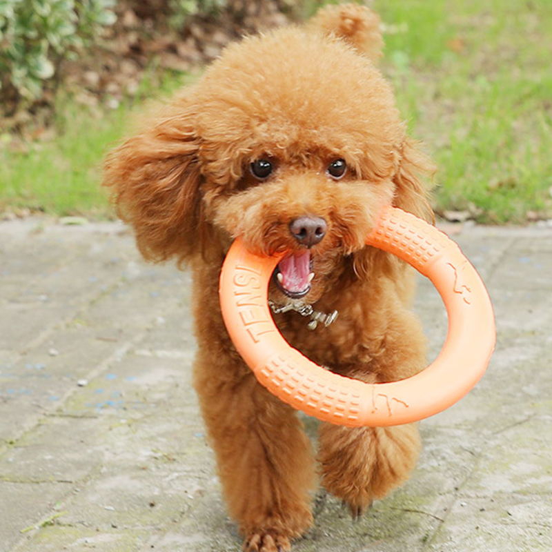 1 ، ألعاب كلاب برتقالية اللون  - مراجعة Suction Cup Dog Tug Toy وسعره
