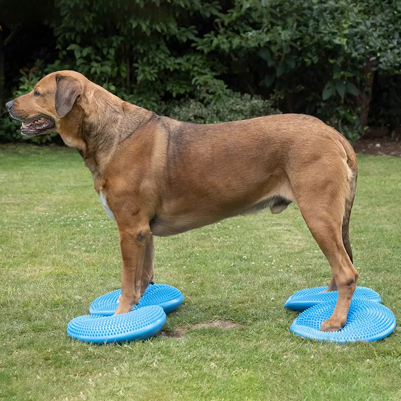 صحن طائر متوازن للحيوانات الأل - مراجعة Flying Disc Dog Training Toy وسعره
