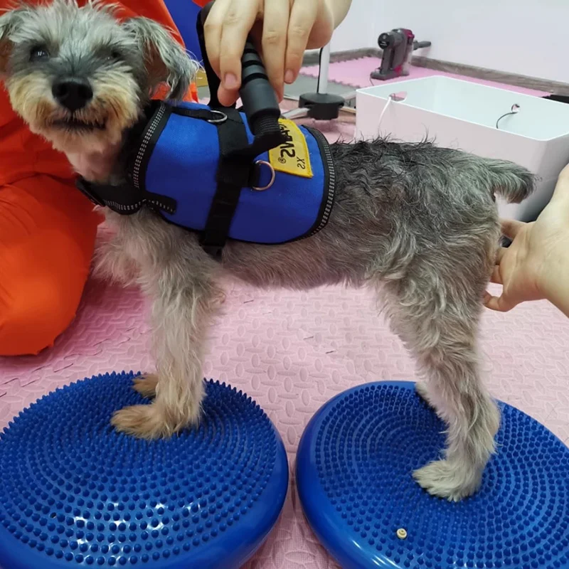 صحن طائر متوازن للحيوانات الأل - مراجعة Flying Disc Dog Training Toy وسعره