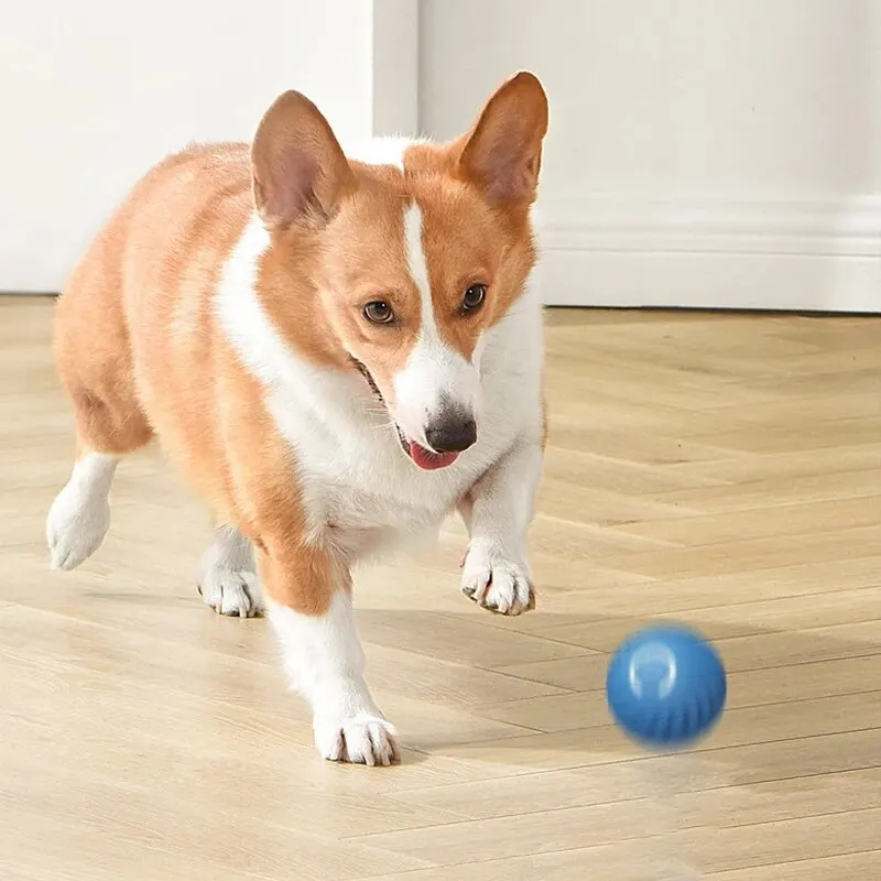 كرة حيوانات أليفة تفاعلية كهرب - مراجعة Automatic Moving Dog Ball وسعره