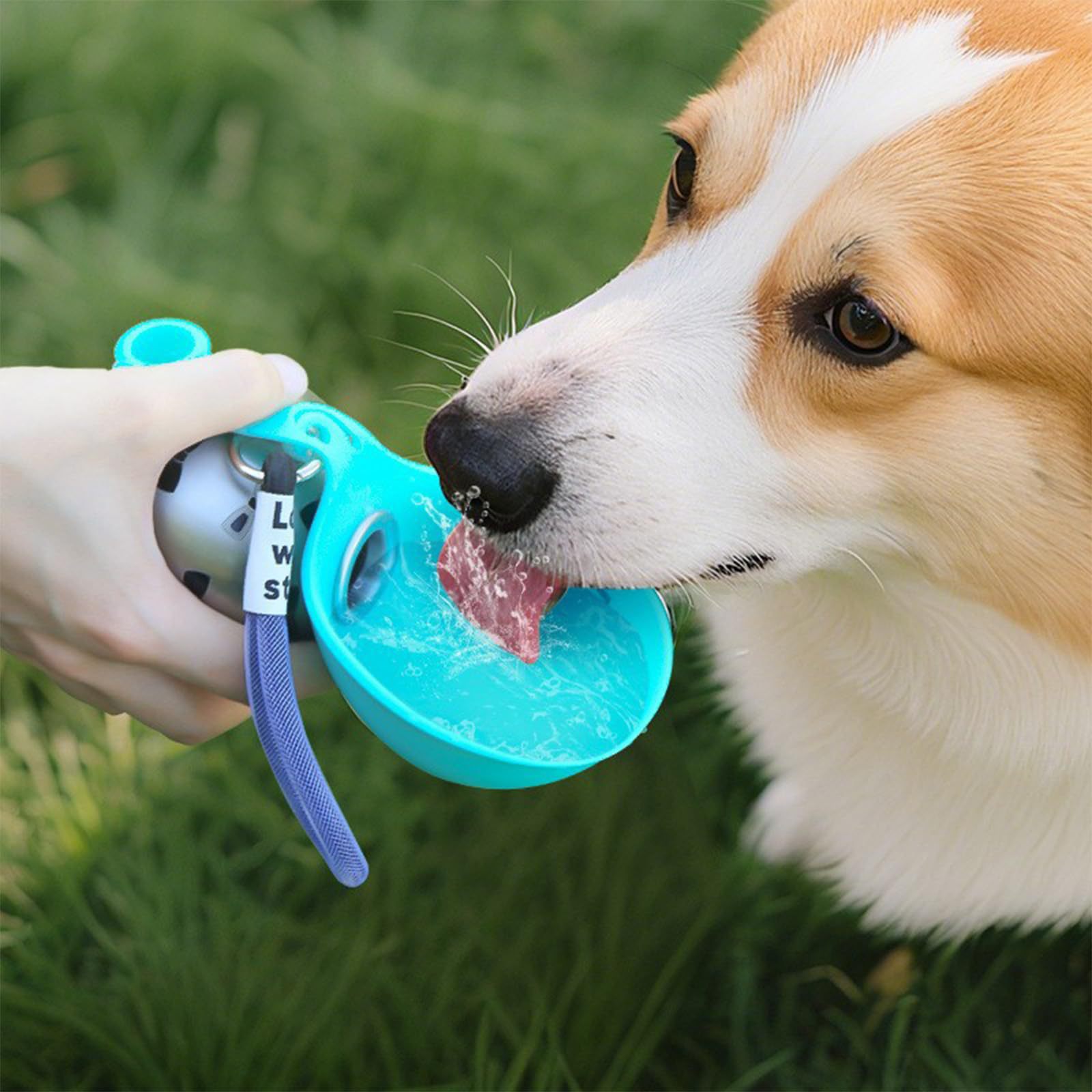 وعاء ماء محمول من السيليكون لل - مراجعة Pet Feeders وسعره