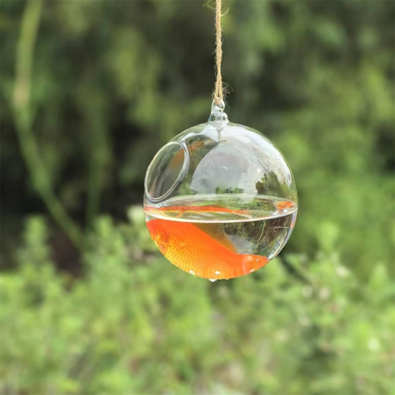 حوض سمك زجاجي شفاف بقطر تغليف  - مراجعة Aquarium وسعره