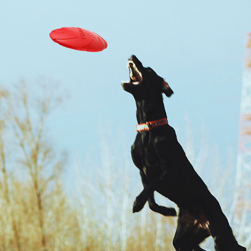 المطاط كلب تحلق أقراص الصحن لع - مراجعة Flying Disc Dog Training Toy وسعره
