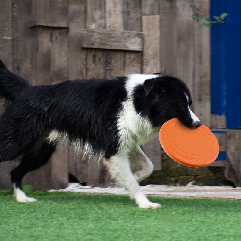 سيليكون الصحن الطائر مضحك الكل - مراجعة Flying Disc Dog Training Toy وسعره